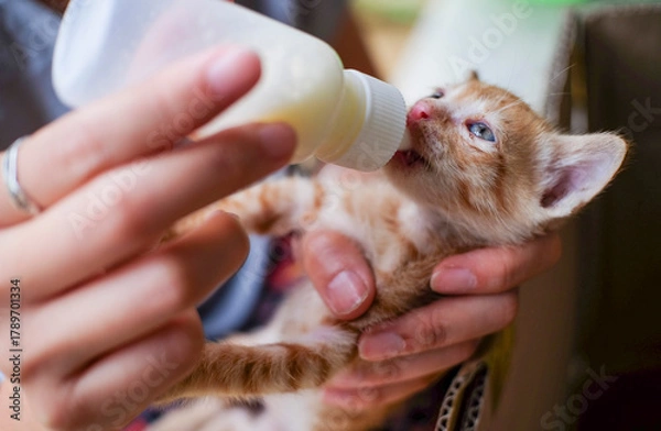 Fototapeta Feeding newborn kitten with bottle of milk