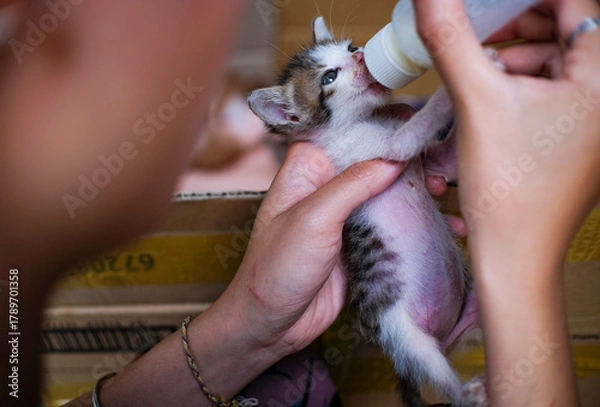 Fototapeta Feeding newborn kitten with bottle of milk