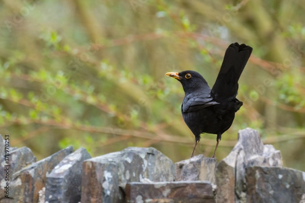 Fototapeta British blackbird