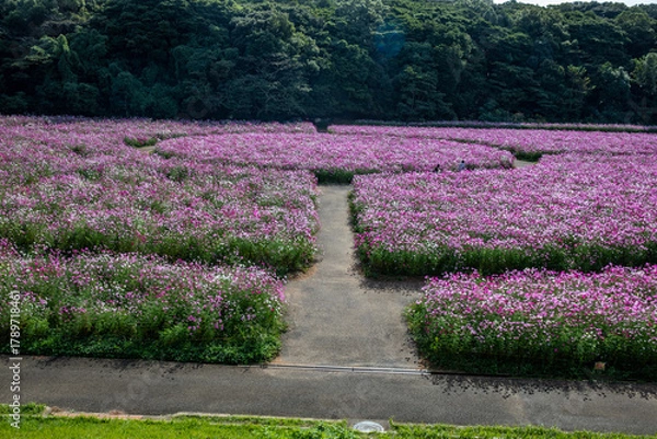 Obraz 展海峰のコスモス