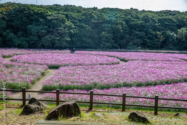 Obraz 展海峰のコスモス