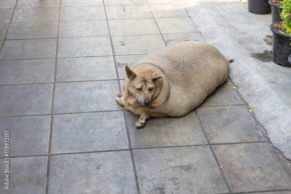 Fototapeta 肥満・犬・健康・かわいい・デブ犬