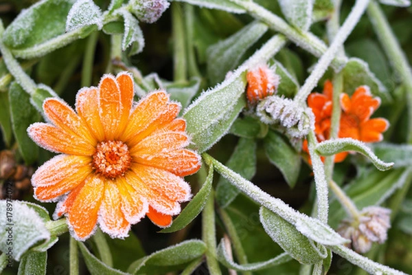Fototapeta A bright orange calendula flower against a background of green leaves is covered with hoarfrost at the beginning of winter, close-up.