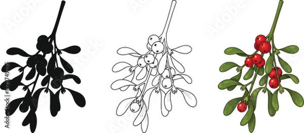 Obraz Illustration of mistletoe in three styles silhouette, line art, and full color for christmas designs
