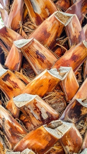 Fototapeta Palm Tree Trunk Texture - Close-Up of Natural Bark Patterns.