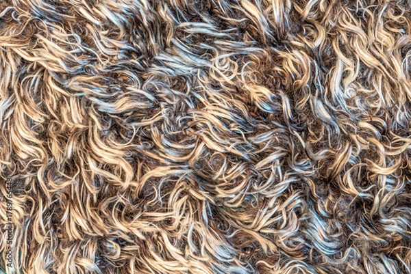 Obraz White soft wool texture background, cotton wool, light natural sheep wool, close-up texture of white fluffy fur, wool with beige tone, fur with a delicate peach tint