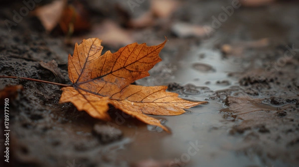 Fototapeta Ai beautiful autumn leaf resting on muddy ground by puddle after rain in serene natural setting