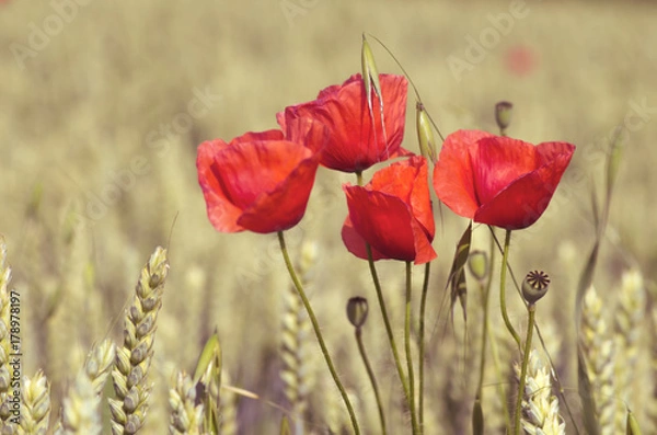 Fototapeta poppies and whea