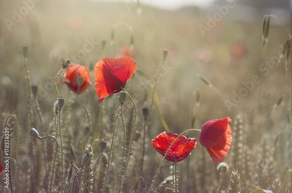Fototapeta poppies