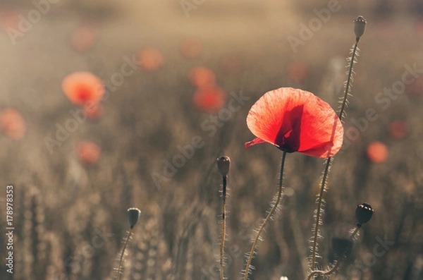 Fototapeta poppies