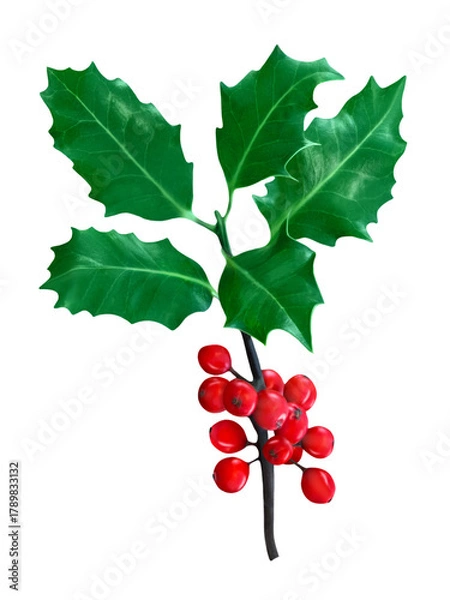 Obraz Ilex Holly isolated on transparent background PNG cut out