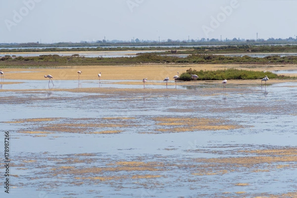 Fototapeta Paisaje del Delta del Ebro