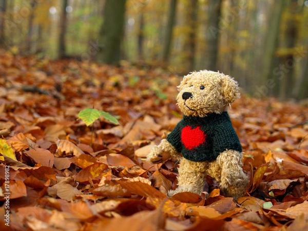 Obraz Teddy Bear in the Forest