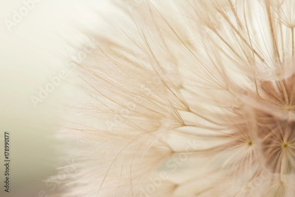 Fototapeta Powietrzny dandelion na żółtym, beżowym tle. Relaks, przestrzeń powietrzna