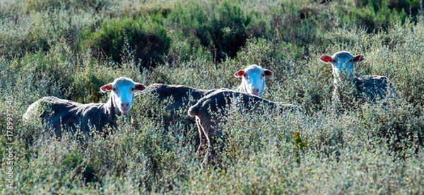 Obraz Merino sheep feeding in fynbos near Uniondale.