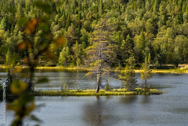 Obraz Lake peninsula green trees. Pure nature in Sweden, Scandinavia.