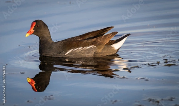 Obraz Common Gallinule