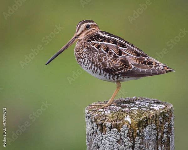 Obraz Snipe on post