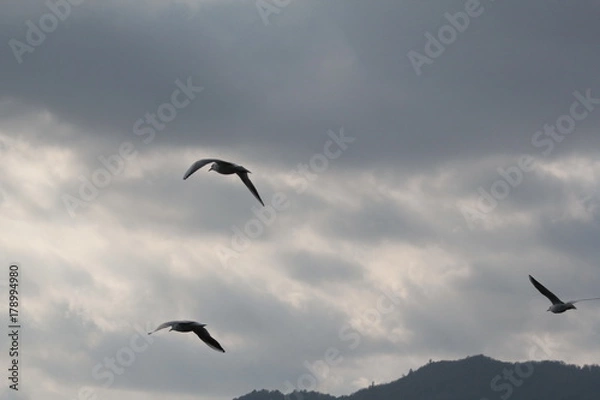 Obraz gabbiani in volo