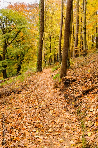 Fototapeta Deciduous forest in Autumn with leaves on the ground