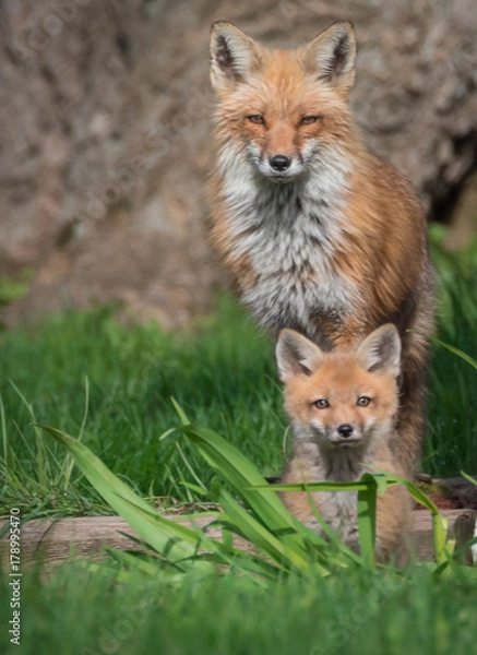 Obraz Red fox with baby