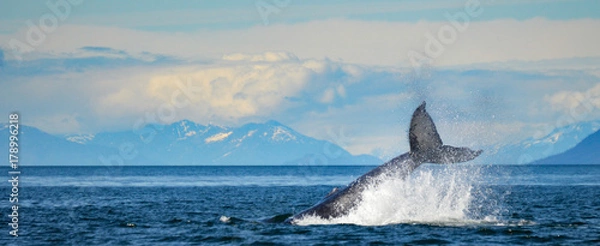 Obraz humpback whale