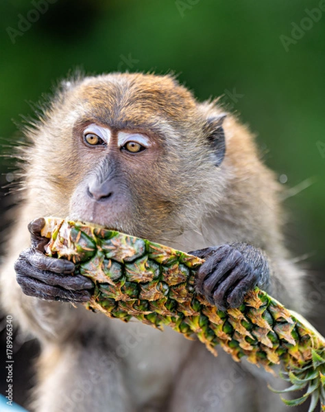 Fototapeta A monkey eating pineapple 2
