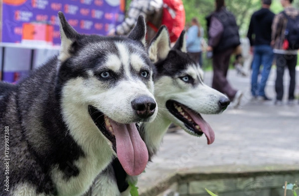 Fototapeta Huskies with tongues out walking in the park.