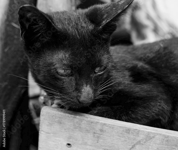 Fototapeta Portrait of a black cat