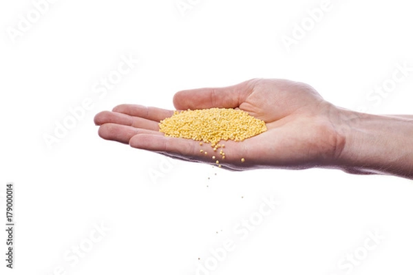 Fototapeta A man holds millet in the palm of his hand. A handful of useful for diet and slimming porridge. The main ingredient for cooking porridge, soup. Hand of a guy on a white background in photo studio.