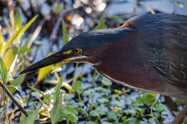 Obraz Green Heron Head Shot