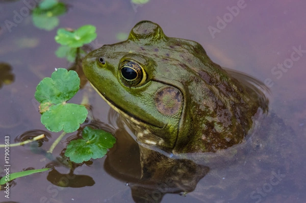Obraz Bull Frog Closeup