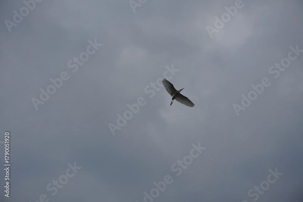 Obraz Large bird soaring in overcast blue sky with open wings and clear motion