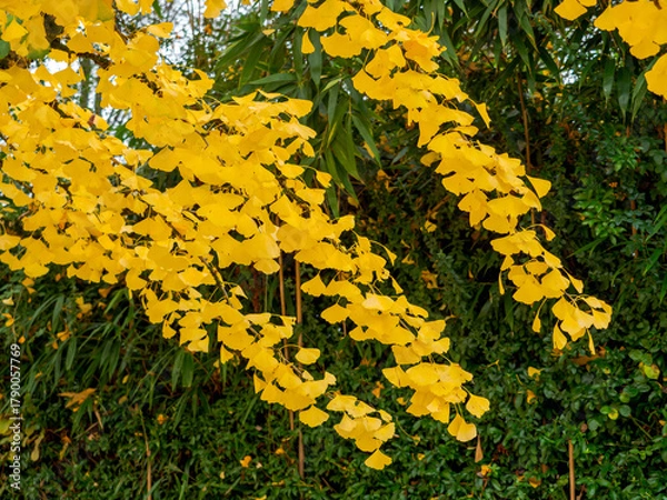 Fototapeta Close-up of ginkgo biloba branches covered with golden leaves in the autumn season. A natural warm-toned background creating a peaceful and harmonious composition.