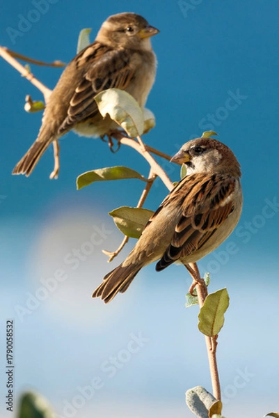 Fototapeta Sparrows