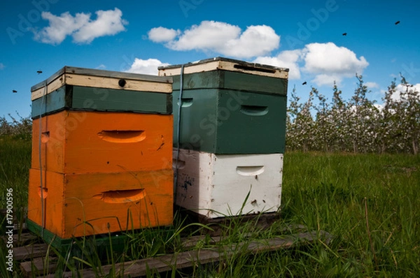 Fototapeta Beehives