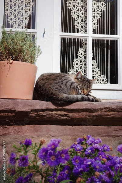 Fototapeta cat on the window