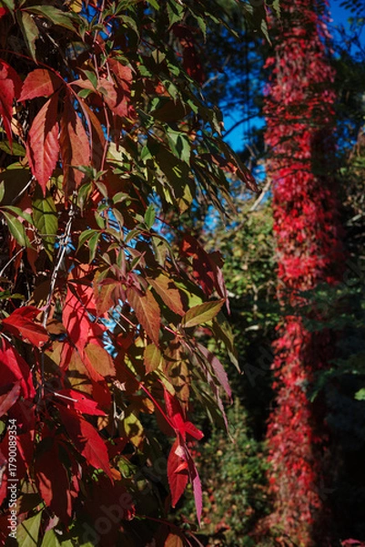 Fototapeta Red autumnal Virginia creeper France
