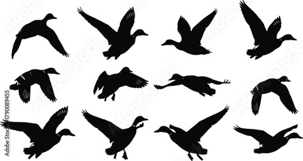 Fototapeta Illustration of silhouette of ducks flying in different positions, vector illustration of wild birds in flight