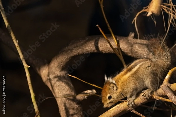 Obraz Streifenhörnchen