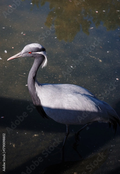 Fototapeta great blue heron