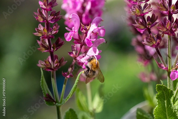 Obraz Hummel auf Ehrenpreis