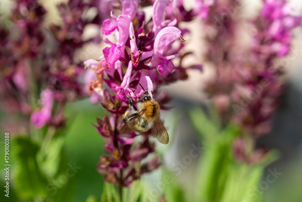 Obraz Hummel auf Ehrenpreis