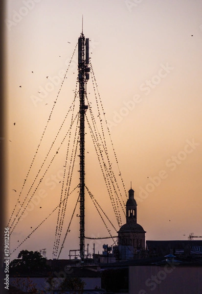 Fototapeta Birds on a mast at sunset