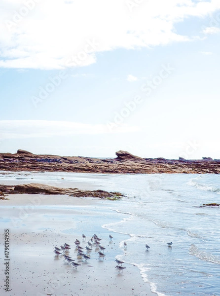 Fototapeta Plovers on the beach in Brittany