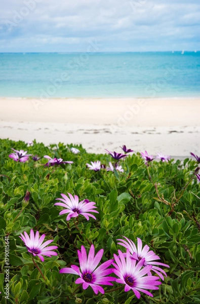 Fototapeta flowers on the beach