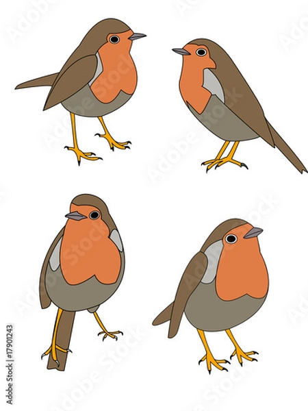 Fototapeta vector of robin in various poses