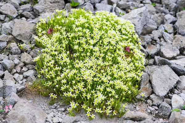 Obraz 蓮華岳に咲くタカネツメクサ