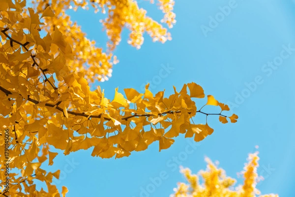 Obraz 黄色く色づいたイチョウの葉と青空