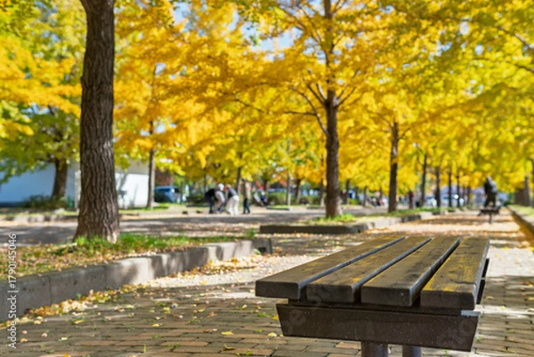 Obraz 加須はなさき公園のイチョウの黄葉とベンチ